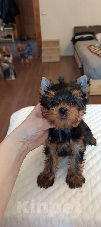 Собаки в других городах Свердловской области: Йоркширский терьер щенки Девочка, 45 000 руб. - фото 5