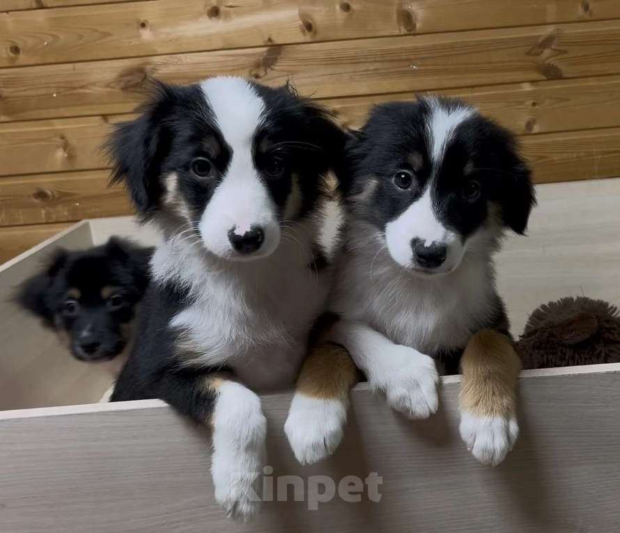 Собаки в Москве: Мини аусси красивые триколорные мальчики Мальчик, 50 000 руб. - фото 5