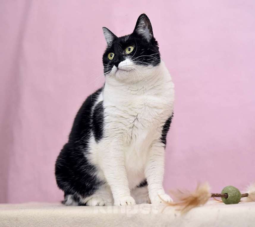 Кошки в Москве: Кошечка Маргоша в добрые руки Девочка, 10 руб. - фото 3