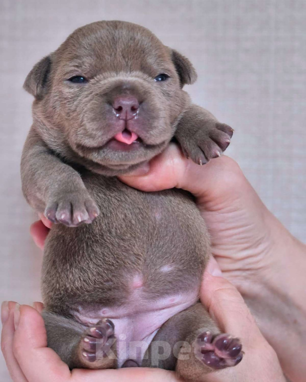 Собаки в Москве: Американский булли Покет Девочка, 80 000 руб. - фото 2