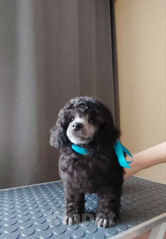 Собаки в Сургуте: Щенок пуделя Мальчик, Бесплатно - фото 2