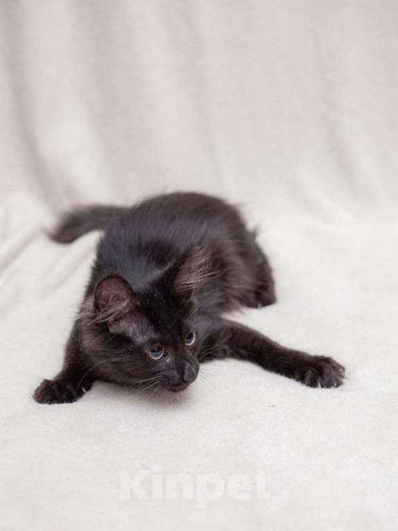 Кошки в Москве: Очень активный котенок ищет дом Мальчик, Бесплатно - фото 2