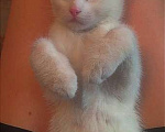 Кошки в Рязани: Потерялась кошка Девочка, Бесплатно - фото 1