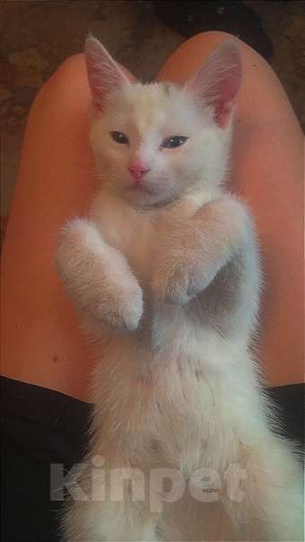 Кошки в Рязани: Потерялась кошка Девочка, Бесплатно - фото 1