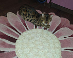 Кошки в Новосибирске: Вязка бенгальский кот, 1 500 руб. - фото 1