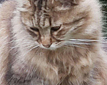 Кошки в Камызяке: Пушистые котики, 3 года., Бесплатно - фото 3