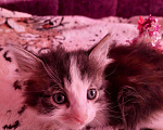 Кошки в Барыше: Котята в добрые руки, Бесплатно - фото 3