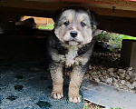 Собаки в Киржаче: Отдам щенка в добрые руки Мальчик, 1 руб. - фото 1