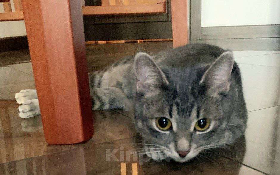 Кошки в Москве: Полосатая глазастая кошечка Алиса! Девочка, Бесплатно - фото 4