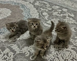 Кошки в Волжском: Отдам в добрые руки котят Мальчик, Бесплатно - фото 3