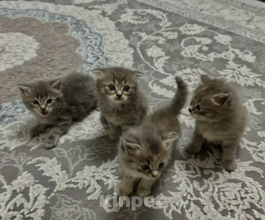 Кошки в Волжском: Отдам в добрые руки котят Мальчик, Бесплатно - фото 3