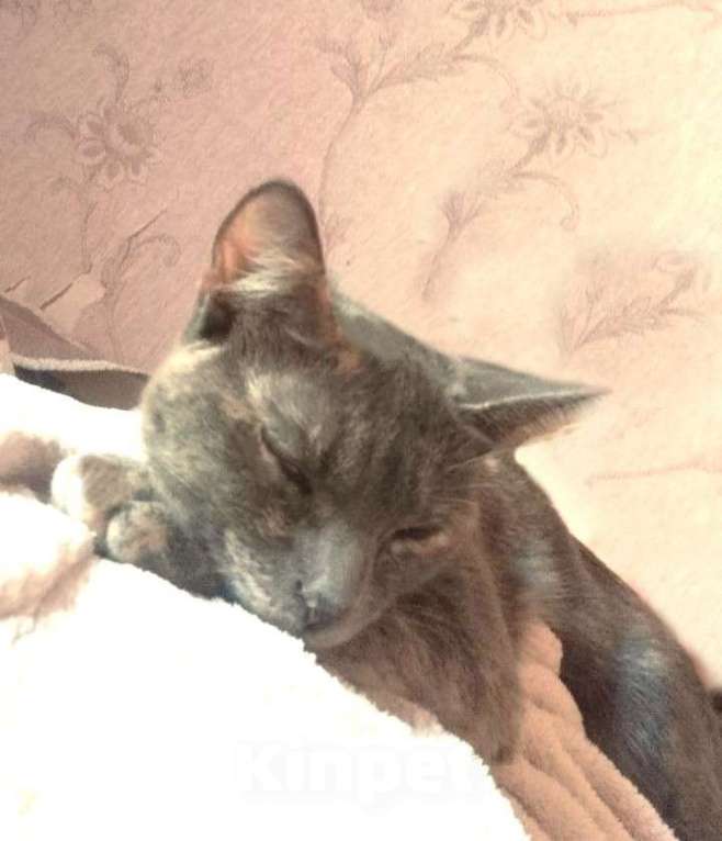 Кошки в Москве: Удивительная кошка египтянка! Девочка, 100 руб. - фото 6