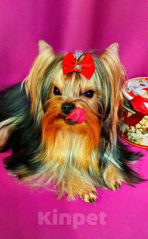 Собаки в Москве: МАЛЬЧИКИ-КРАСАВЧИКИ РКФ Мальчик, Бесплатно - фото 2