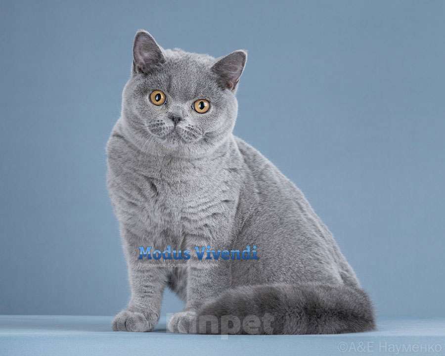 Кошки в других городах Московской области: Шикарный британский малыш Мальчик, 50 000 руб. - фото 1