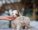 Собаки в Москве: Австралийская овчарка, щенок Мальчик, 120 000 руб. - фото 9