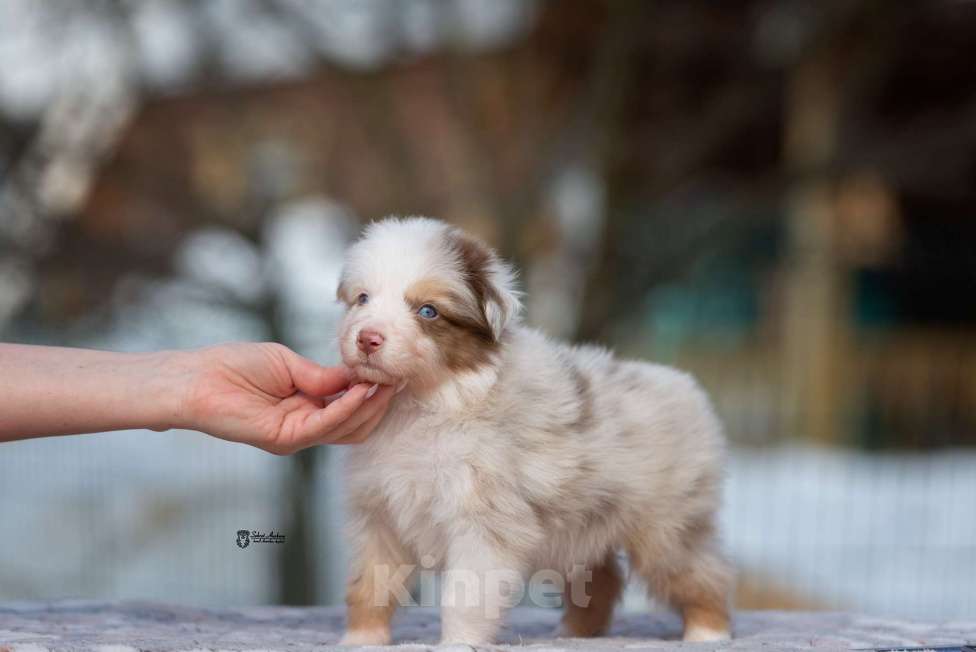 Собаки в Москве: Австралийская овчарка, щенок Мальчик, 120 000 руб. - фото 9