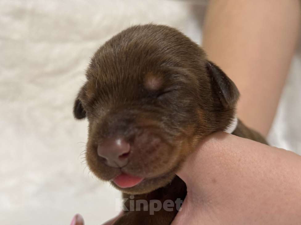 Собаки в Москве: Щенок добермана РКФ Девочка, Бесплатно - фото 2