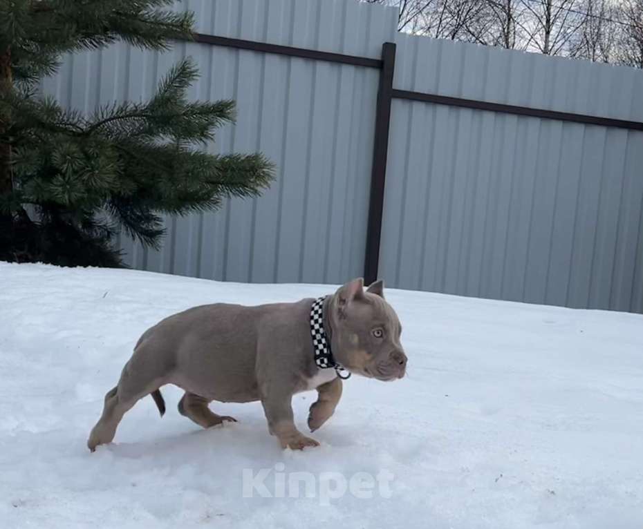 Собаки в Москве: Булли американский Девочка, Бесплатно - фото 2