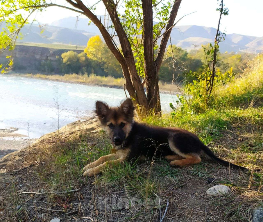 Собаки в Москве: Щеночек фенотип овчарки Мальчик, Бесплатно - фото 6
