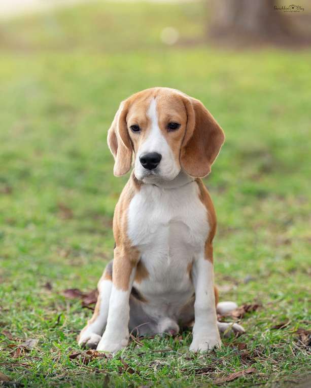 Собаки в Краснодаре: Щенок бигля Мальчик, 120 000 руб. - фото 3