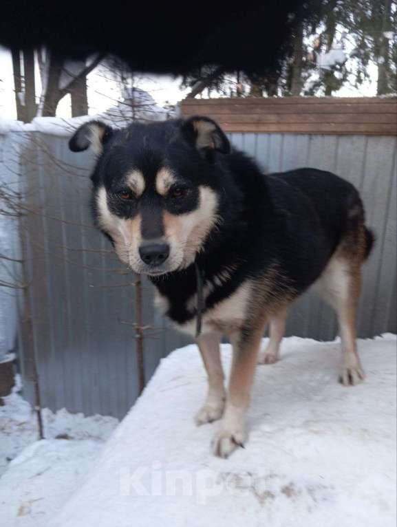 Собаки в Москве: Собака в добрые руки Мальчик, Бесплатно - фото 9