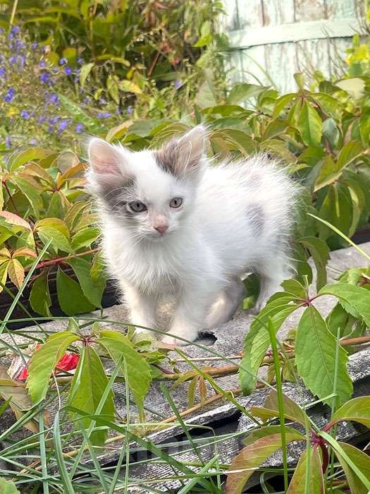 Кошки в Москве: Три славных котенка, мальчик и девочки ищут дом Девочка, 10 руб. - фото 4