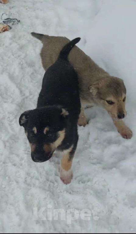 Собаки в Москве: в добрые руки Девочка, Бесплатно - фото 8