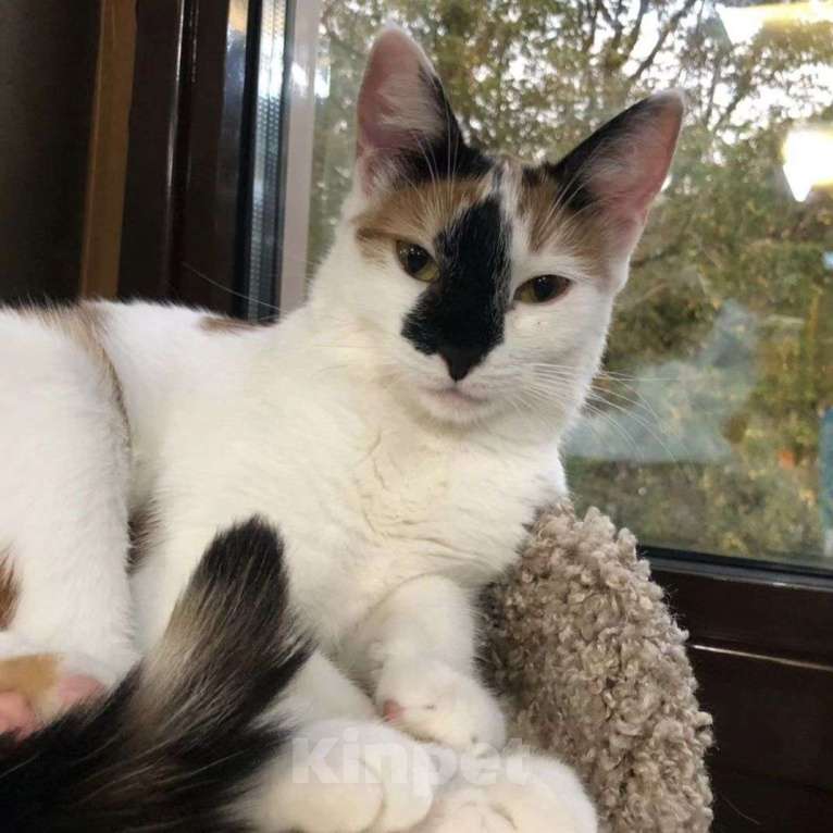 Кошки в Москве: Ни одного звоночка на маленькую Текилу 💔 Девочка, Бесплатно - фото 5