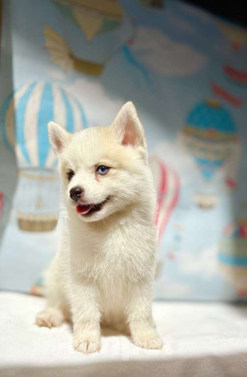 Собаки в Балашихе: Помски мальчик Брюс, великолепный малыш.  Мальчик, 60 000 руб. - фото 4