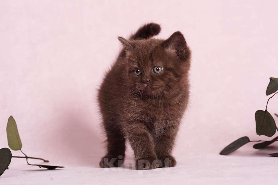 Кошки в Ростове-на-Дону: Шотландские котята  Мальчик, 10 000 руб. - фото 8