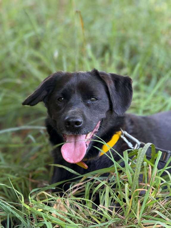 Собаки в Москве: Щенок Марио Мальчик, Бесплатно - фото 4