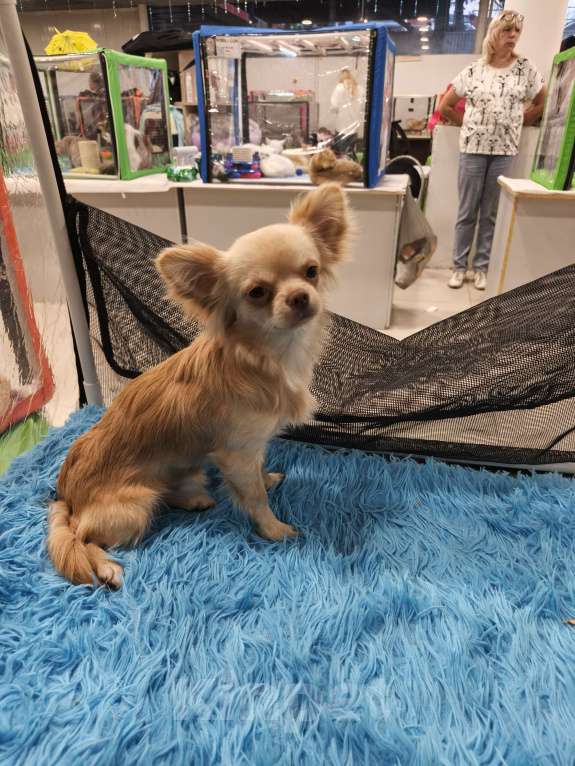 Собаки в других городах Московской области: Продам Чихуахуа 1 год Кобель Мальчик, 45 000 руб. - фото 10