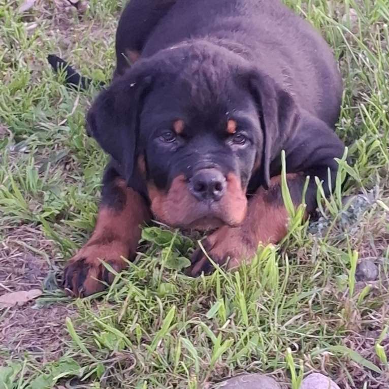 Собаки в Вологде: Щенки ротвейлера  Мальчик, 70 000 руб. - фото 3