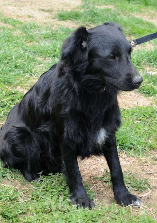 Собаки в Москве: Дарси, скромный пес Мальчик, Бесплатно - фото 3