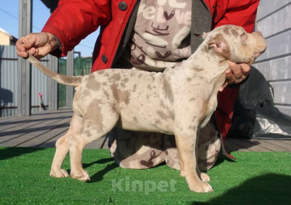 Собаки в Всеволожске: ММ ДРИАДА МЕРЛЕ Девочка, Бесплатно - фото 4