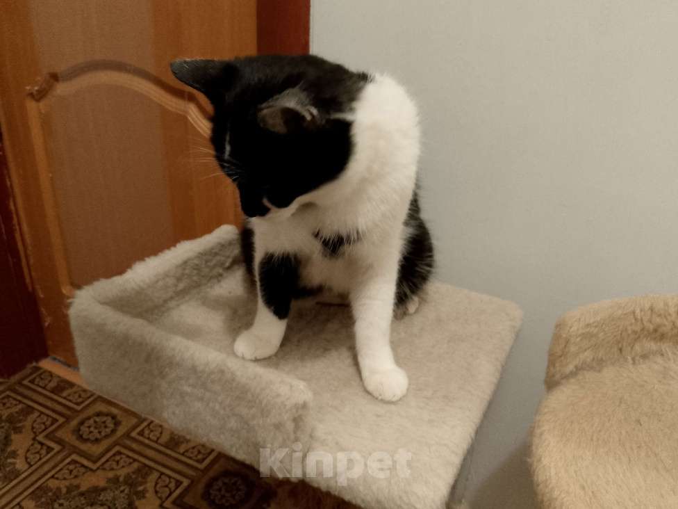 Кошки в Москве: Боня в добрые руки Девочка, Бесплатно - фото 2