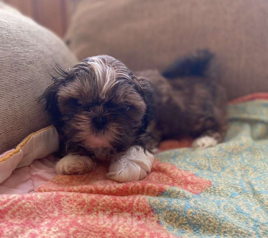 Собаки в Санкт-Петербурге: Очаровательная девочка золотого окраса Девочка, 40 000 руб. - фото 10