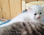 Кошки в Волхове: Сибирские клубные котята. Мальчик. Мальчик, Бесплатно - фото 3