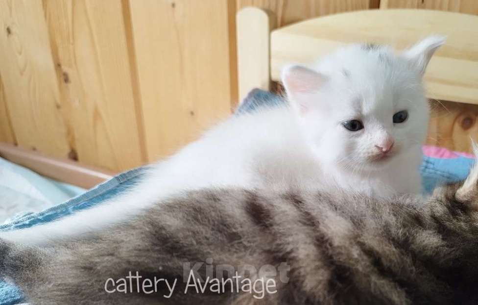 Кошки в Волхове: Сибирские клубные котята. Мальчик. Мальчик, Бесплатно - фото 3