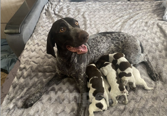 Собаки в Твери: Отдам в добрые руки  Мальчик, Бесплатно - фото 3