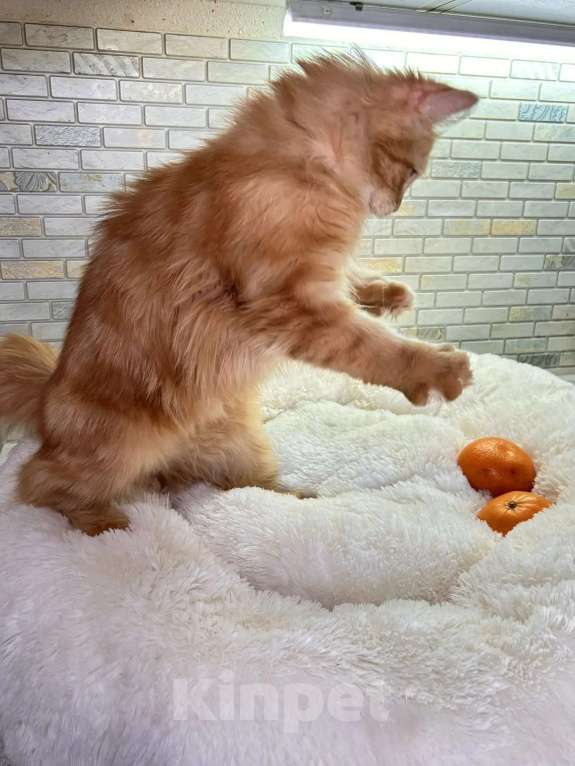 Кошки в Калуге: Забава Девочка, Бесплатно - фото 3