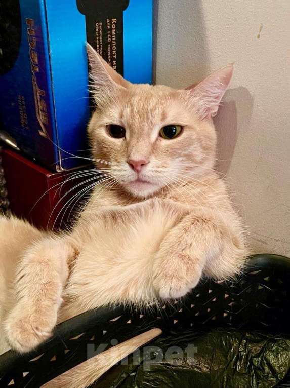 Кошки в Москве: Кошечке Джулии, пострадавшей от людей нужна любовь и забота. В добрые руки Девочка, Бесплатно - фото 2