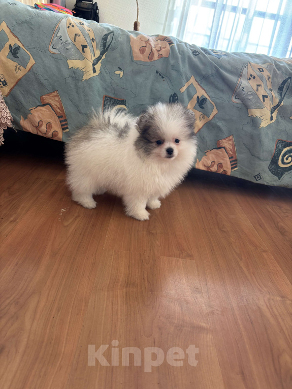 Собаки в Санкт-Петербурге: Эксклюзивный мальчик померанского шпица, Морис  Мальчик, 40 000 руб. - фото 2