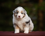 Собаки в Москве: Щенок Австралийской овчарки Мальчик, Бесплатно - фото 1
