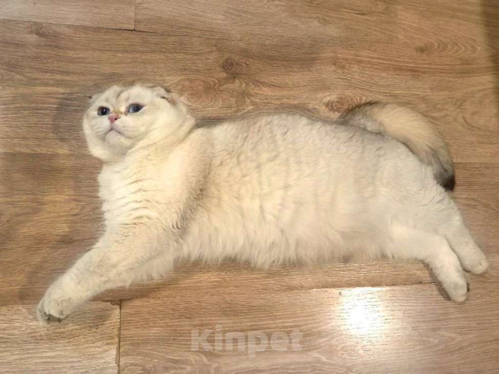 Кошки в Москве: Уютный вислоухий пухляш котик Эхнатон Мальчик, Бесплатно - фото 3