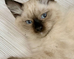 Кошки в Перми: Сибирская кошечка  Девочка, Бесплатно - фото 5