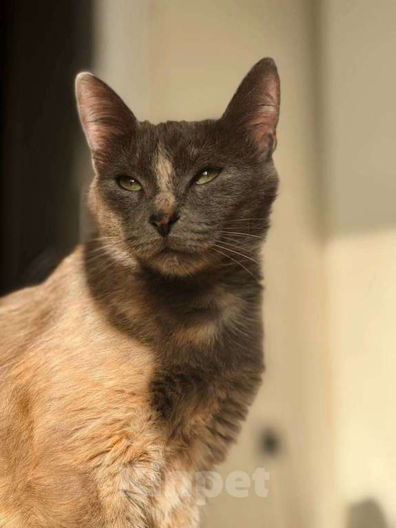 Кошки в Балашихе: Корица Девочка, Бесплатно - фото 2