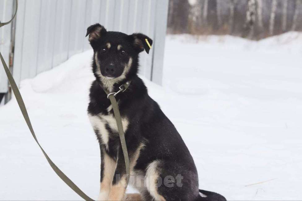 Собаки в Новосибирске: Щенок в добрые руки Девочка, 1 000 руб. - фото 5