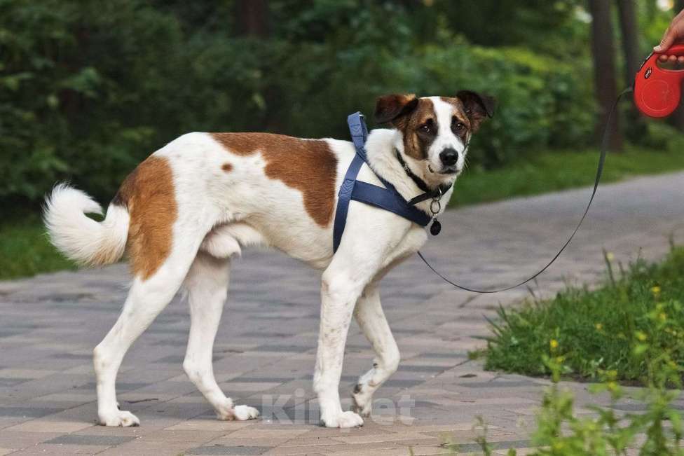 Собаки в Москве: Познакомьтесь с невероятно спокойным и умным Арни! Мальчик, 1 руб. - фото 3