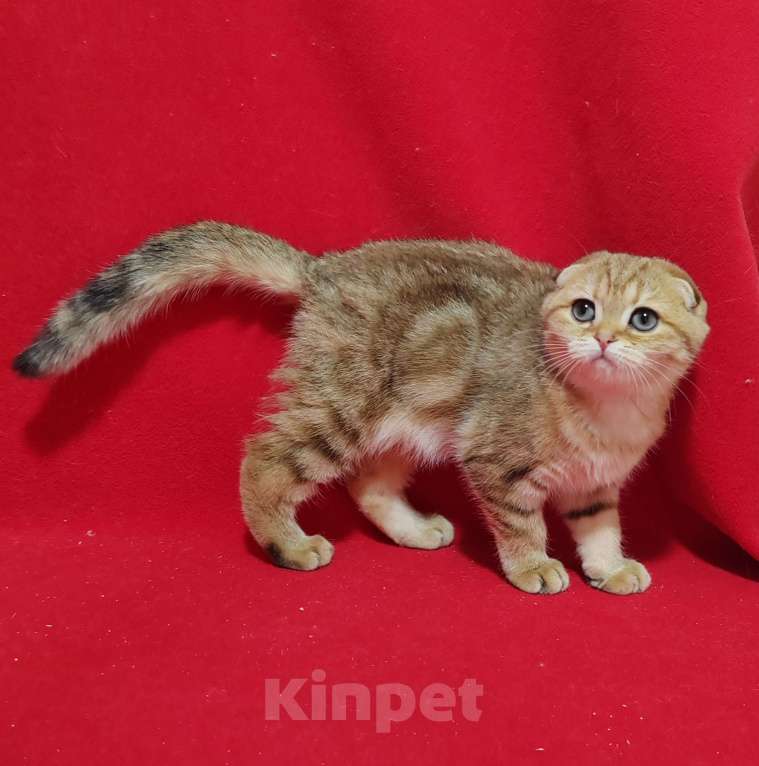 Кошки в Москве: Вислоухая золотая мраморная кошечка Девочка, 15 000 руб. - фото 4